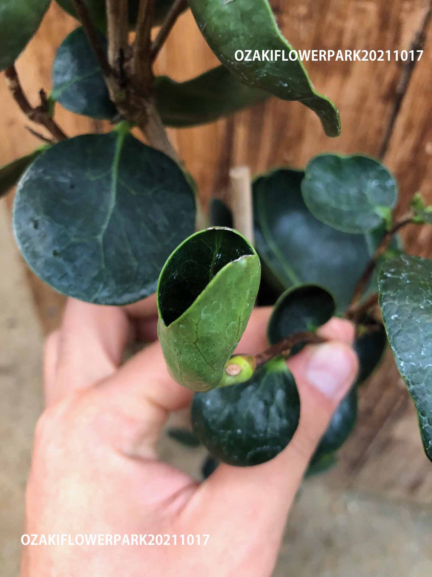 1F|椿入荷情報 | オザキフラワーパーク | オザキフラワーパーク